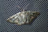 Cleorodes lichenaria