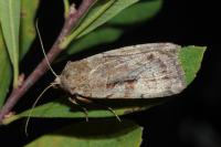 Coenophila subrosea