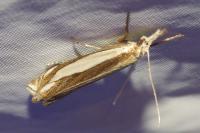 Crambus pascuella