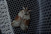 Nycteola siculana