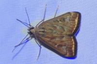 Loxostege sticticalis