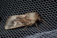 Luperina dumerilii