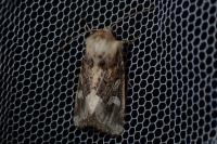 Luperina dumerilii