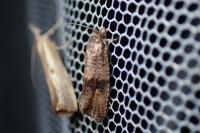 Celypha striana