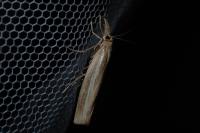 Agriphila tristella