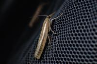 Agriphila tristella