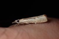 Agriphila geniculea