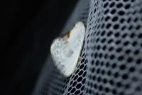 Cilix glaucata