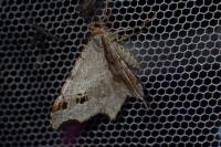 Macaria alternata