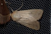 Mythimna vitellina