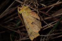 Ennomos alniaria