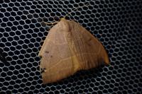 Watsonalla binaria