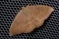 Watsonalla binaria