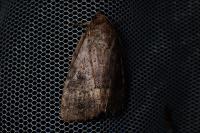 Amphipyra berbera/pyramidea
