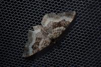 Epirrhoe alternata