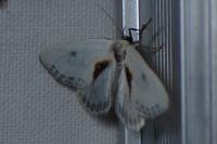 Cilix hispanica