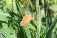 Lythria purpuraria