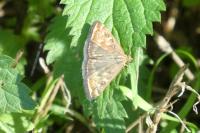 Loxostege sticticalis