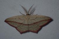 Timandra comae