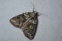 Cryphia algae