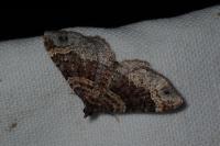 Xanthorhoe ferrugata/spadicearia
