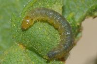 Cacoecimorpha pronubana