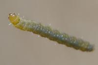 Cacoecimorpha pronubana