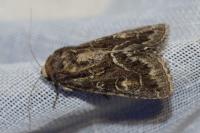 Thalpophila matura