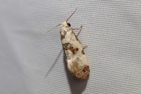 Cochylis hybridella