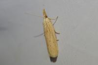 Ematheudes punctella