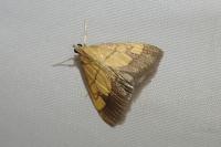 Evergestis limbata