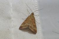 Pyrausta despicata