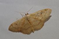Idaea rubraria
