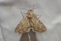Anarta trifolii