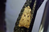 Agrotis exclamationis