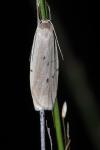 Pelosia muscerda