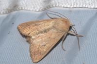 Mythimna vitellina