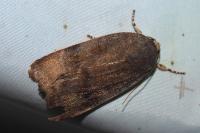 Noctua janthe