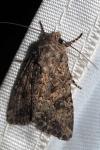 Anarta trifolii