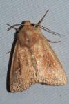 Mythimna albipuncta