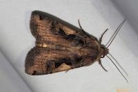 Xestia c-nigrum