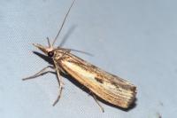 Agriphila inquinatella