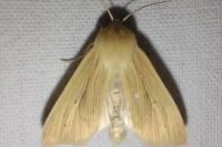 Mythimna pallens