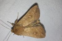 Mythimna albipuncta