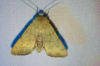 Charanyca trigrammica