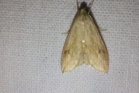 Evergestis forficalis