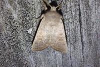 Hoplodrina ambigua