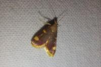 Hypsopygia costalis