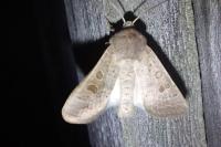 Orthosia gracilis