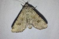 Anarta stigmosa